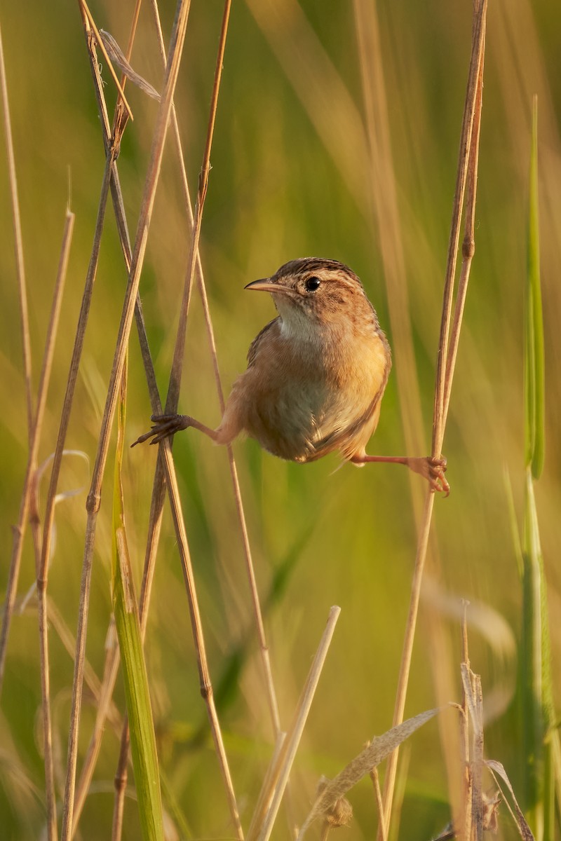 Sedge Wren - ML638700418