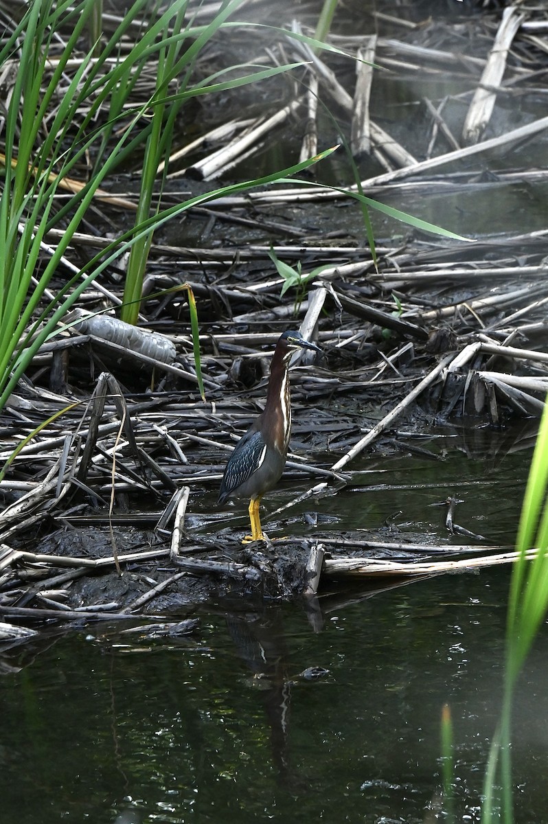 Green Heron - ML638700435