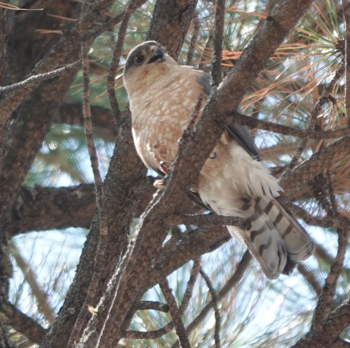 Sharp-shinned Hawk - ML638700438