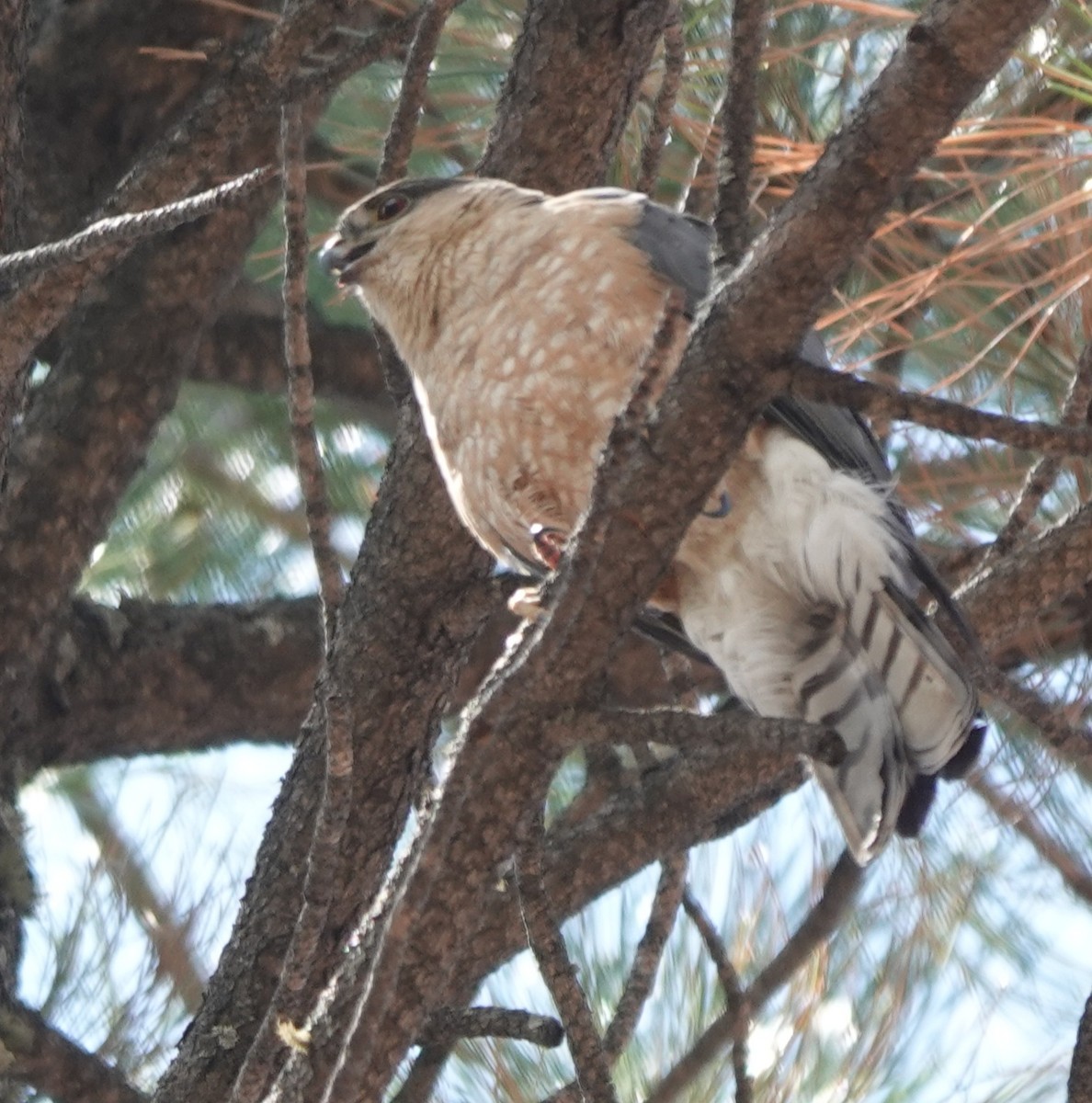 Sharp-shinned Hawk - ML638700439