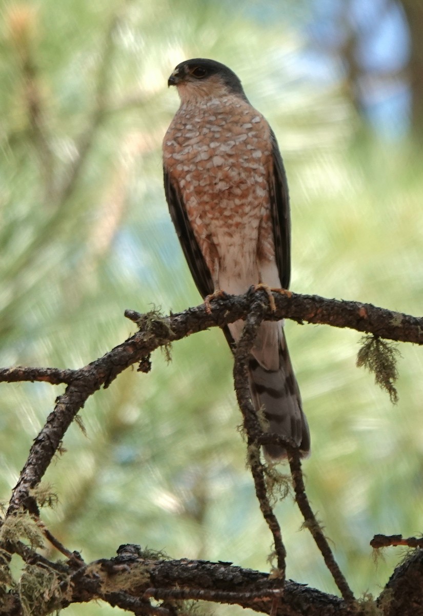 Sharp-shinned Hawk - ML638700440
