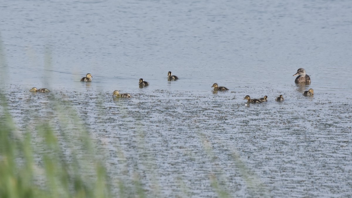 Canard colvert - ML638700447