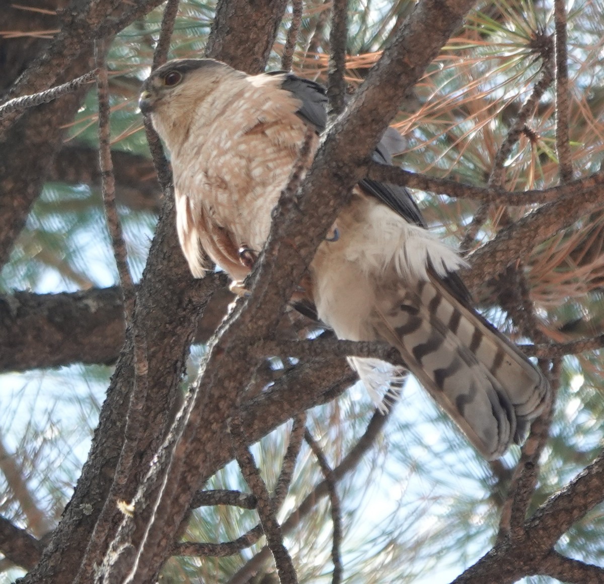 Sharp-shinned Hawk - ML638700467