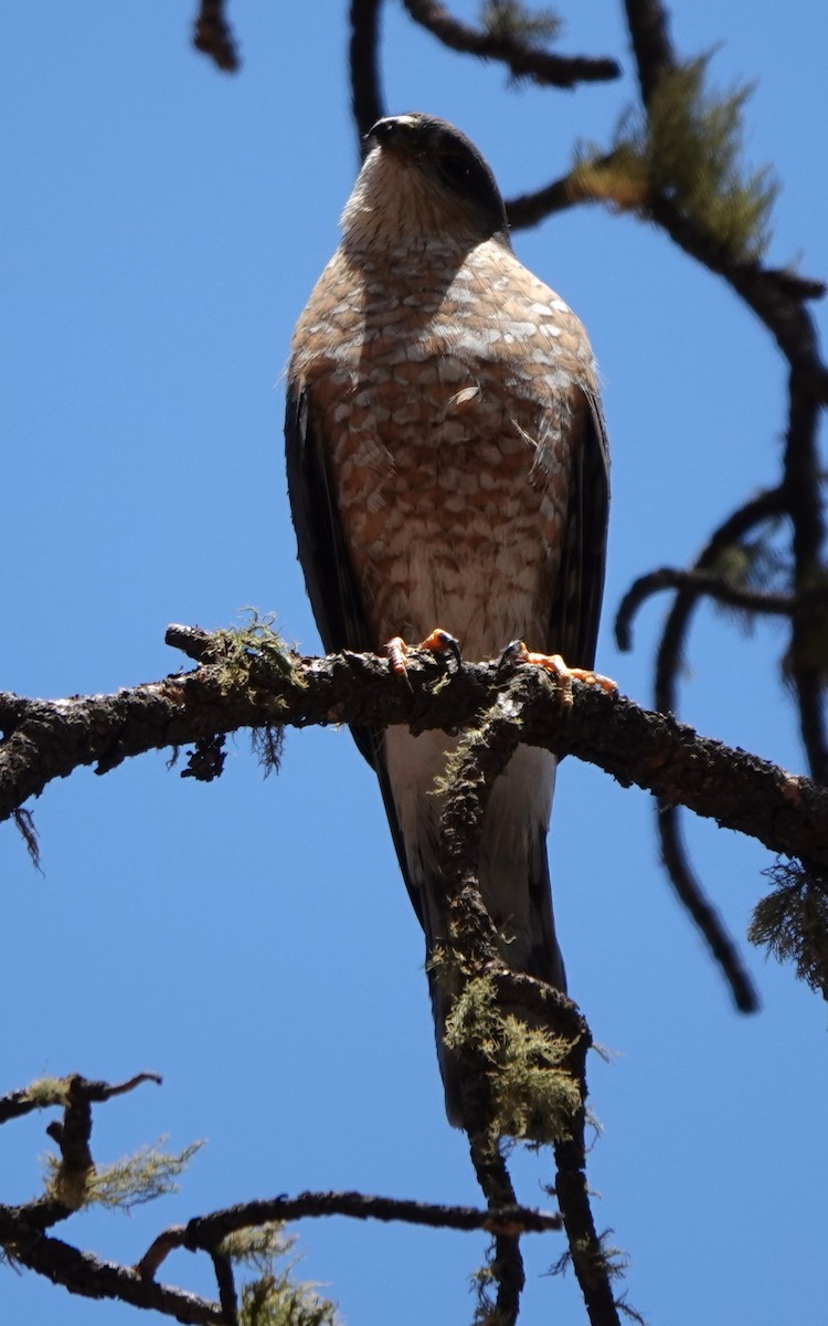 Sharp-shinned Hawk - ML638700468