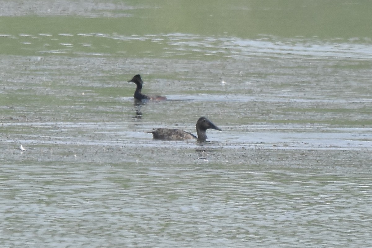 Canvasback - ML638700470