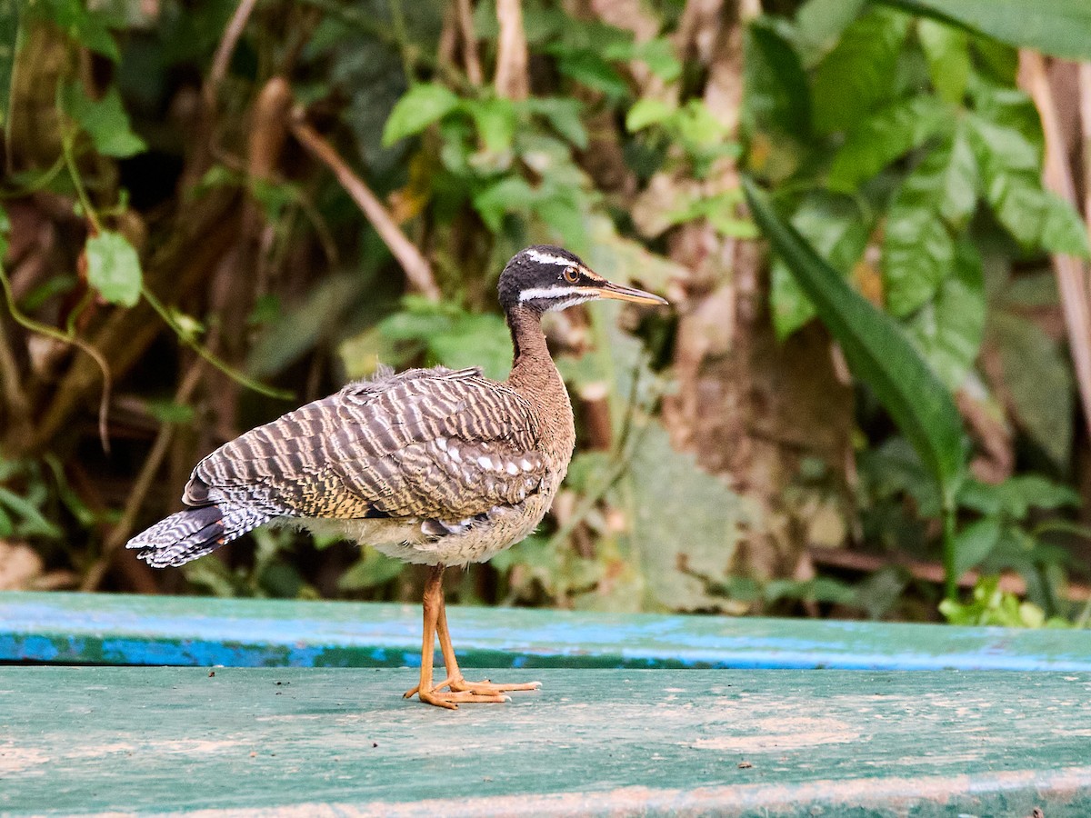 Sunbittern - ML638700491