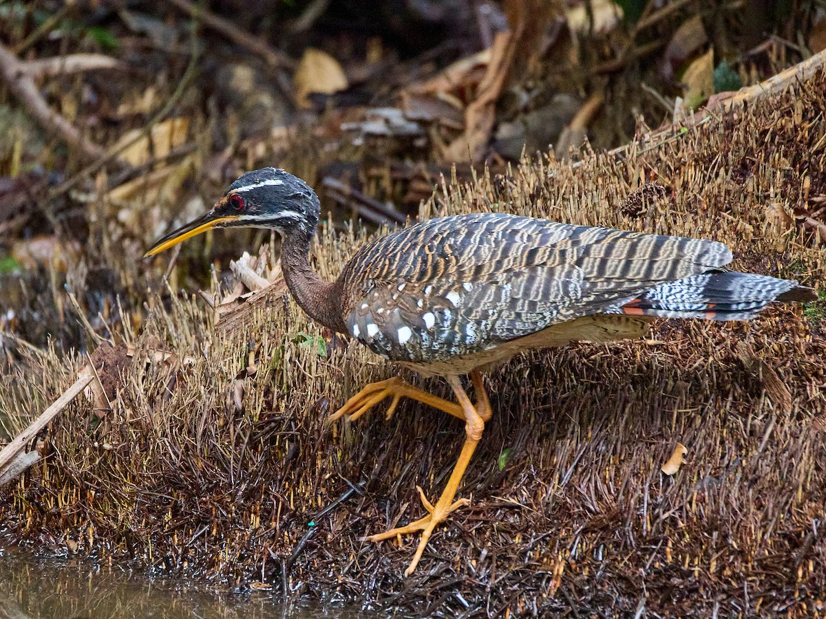 Sunbittern - ML638700496