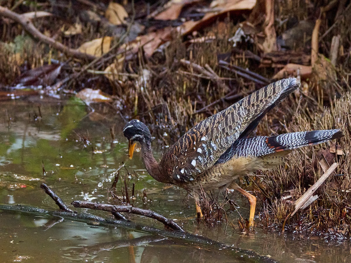 Sunbittern - ML638700499