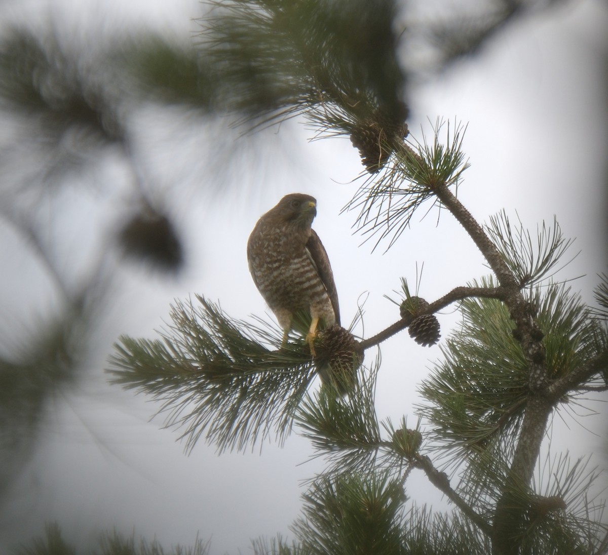 Broad-winged Hawk - ML638700502