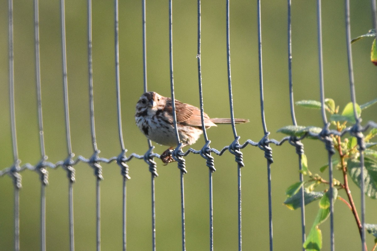 Song Sparrow - ML638700512