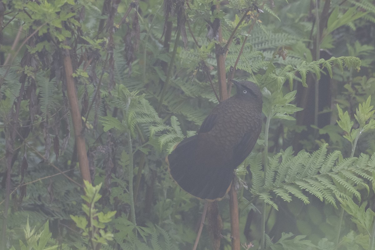 Blue-winged Laughingthrush - ML638700513