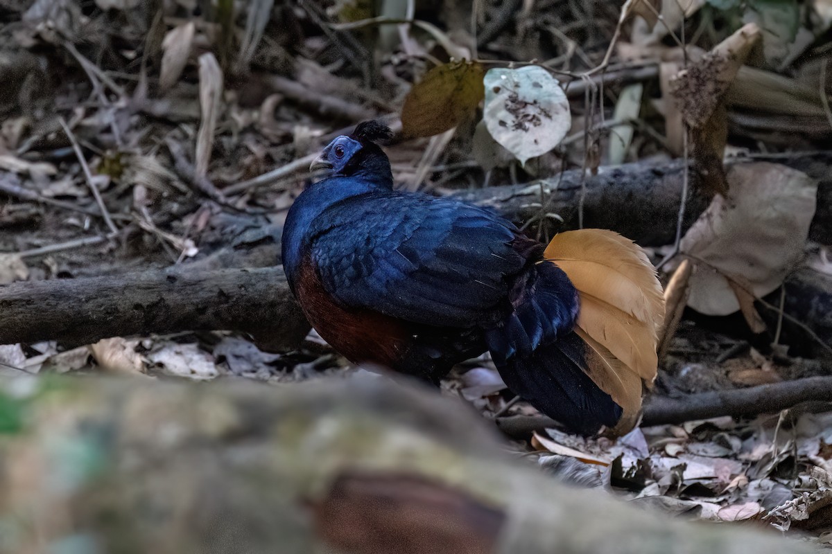 Bornean Crested Fireback - ML638700530