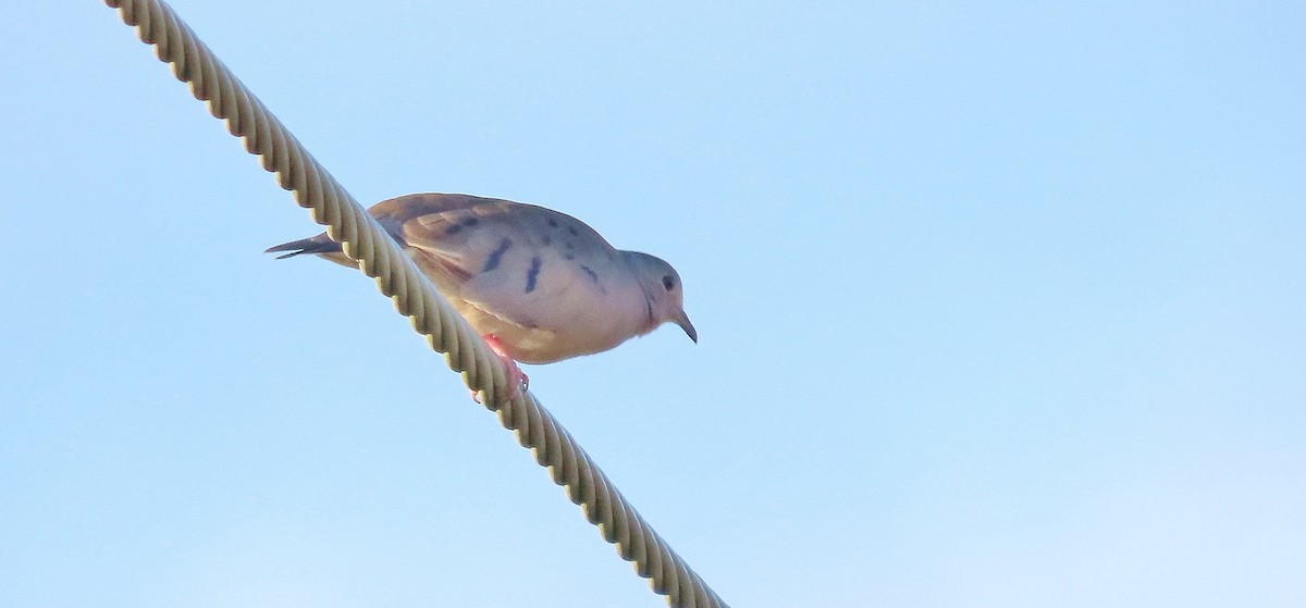 Plain-breasted Ground Dove - ML638700550