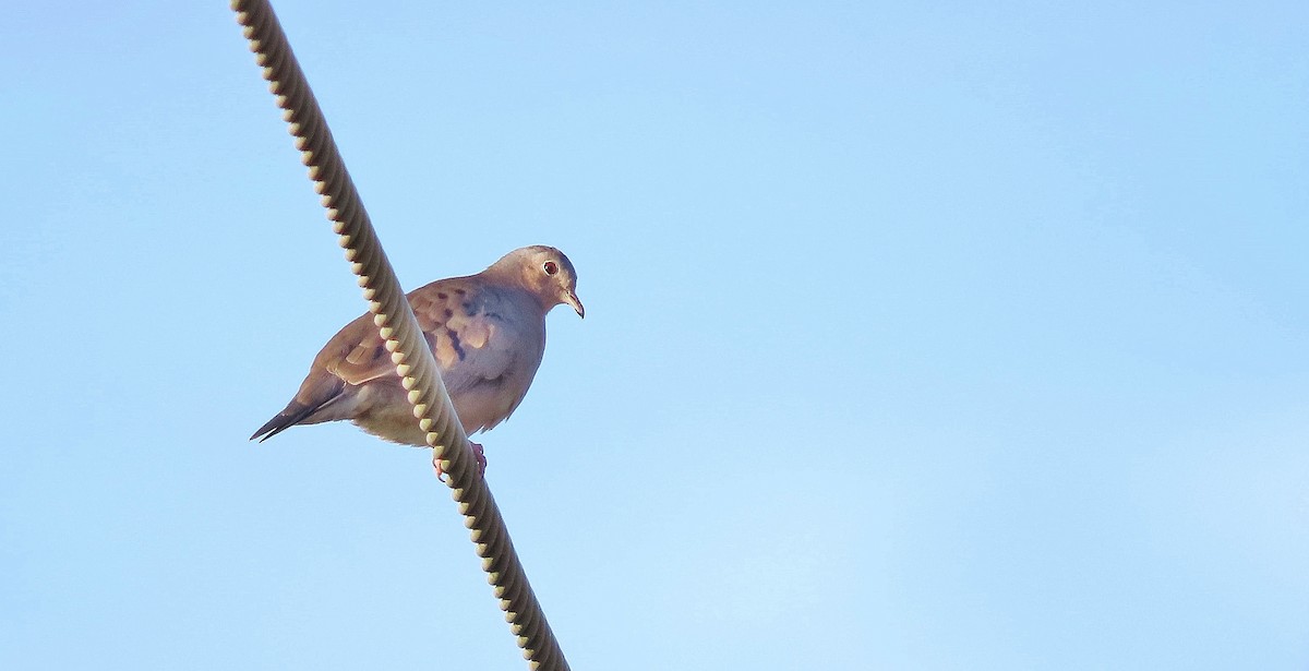 Plain-breasted Ground Dove - ML638700551