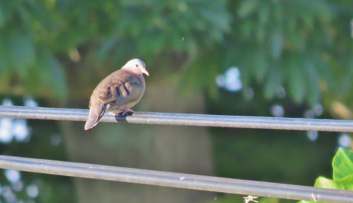 Plain-breasted Ground Dove - ML638700552