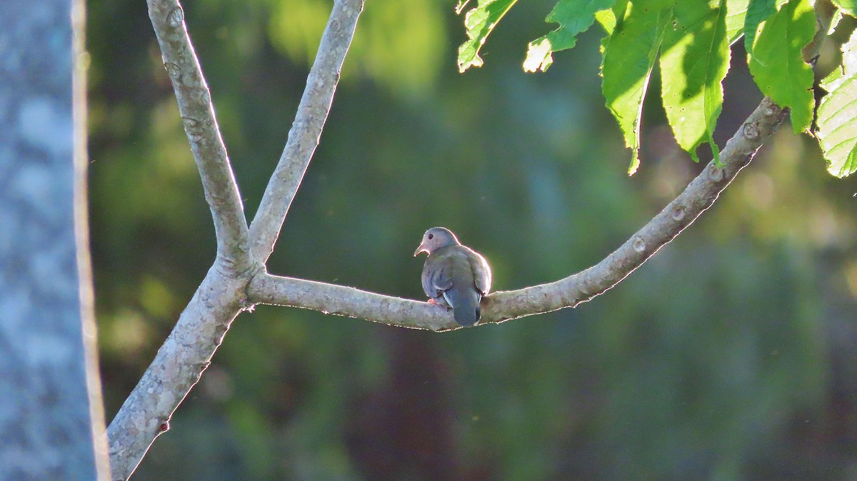 Plain-breasted Ground Dove - ML638700554