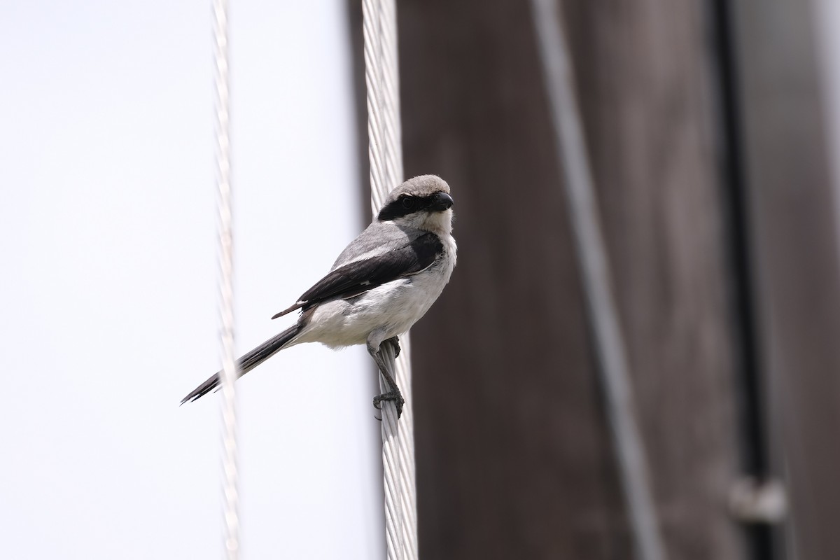Loggerhead Shrike - ML638700605