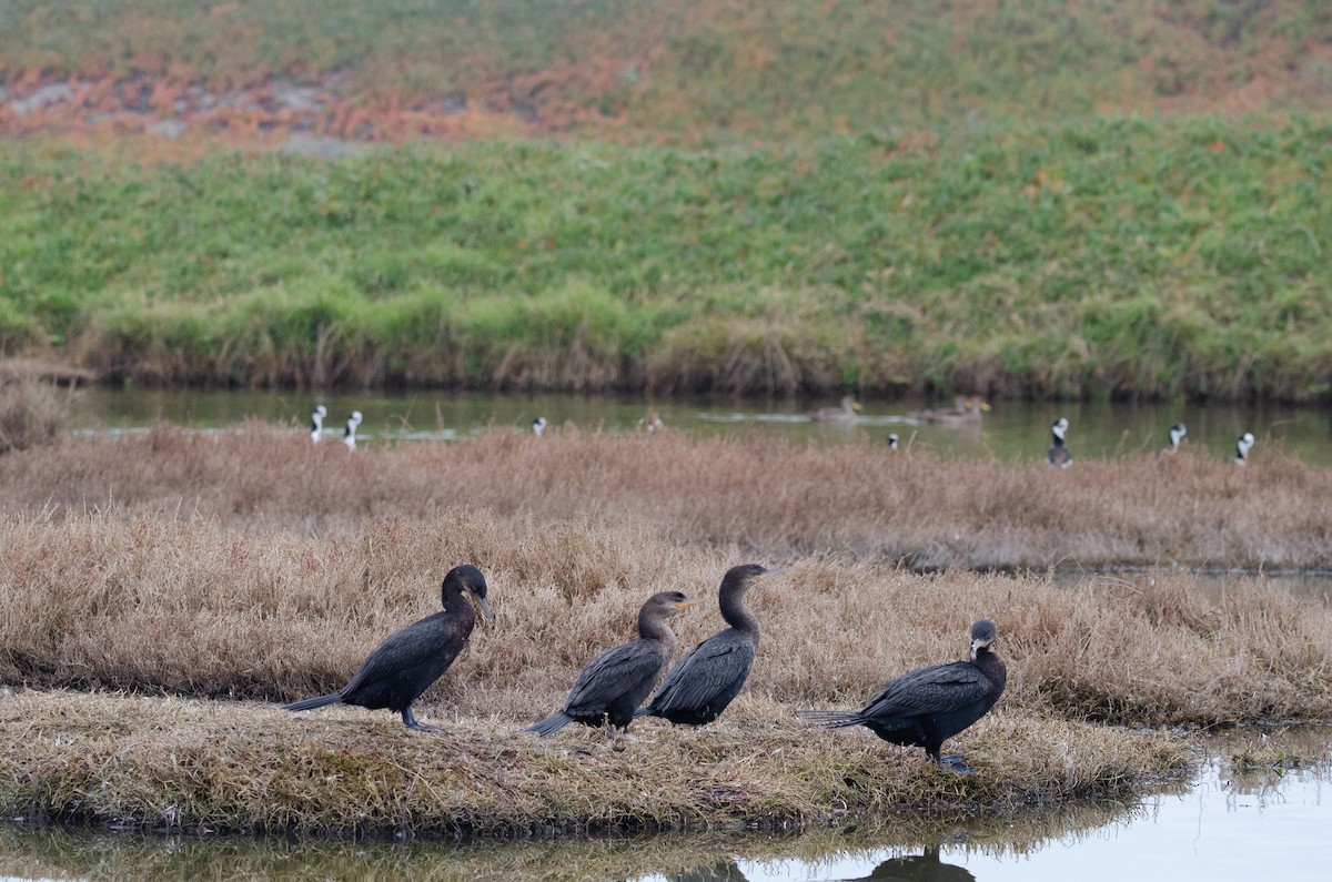 Cormorán Biguá - ML638700639