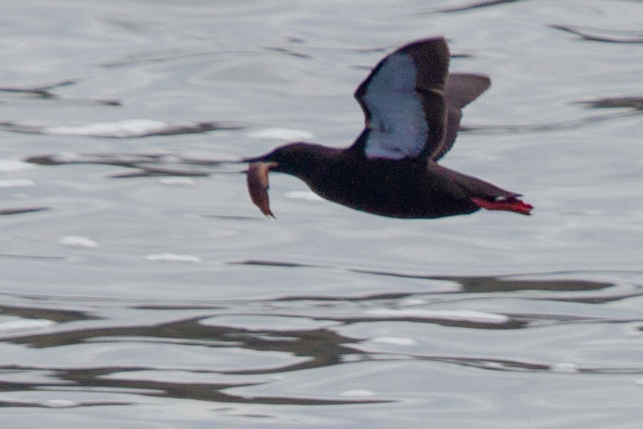 Black Guillemot - ML638700668