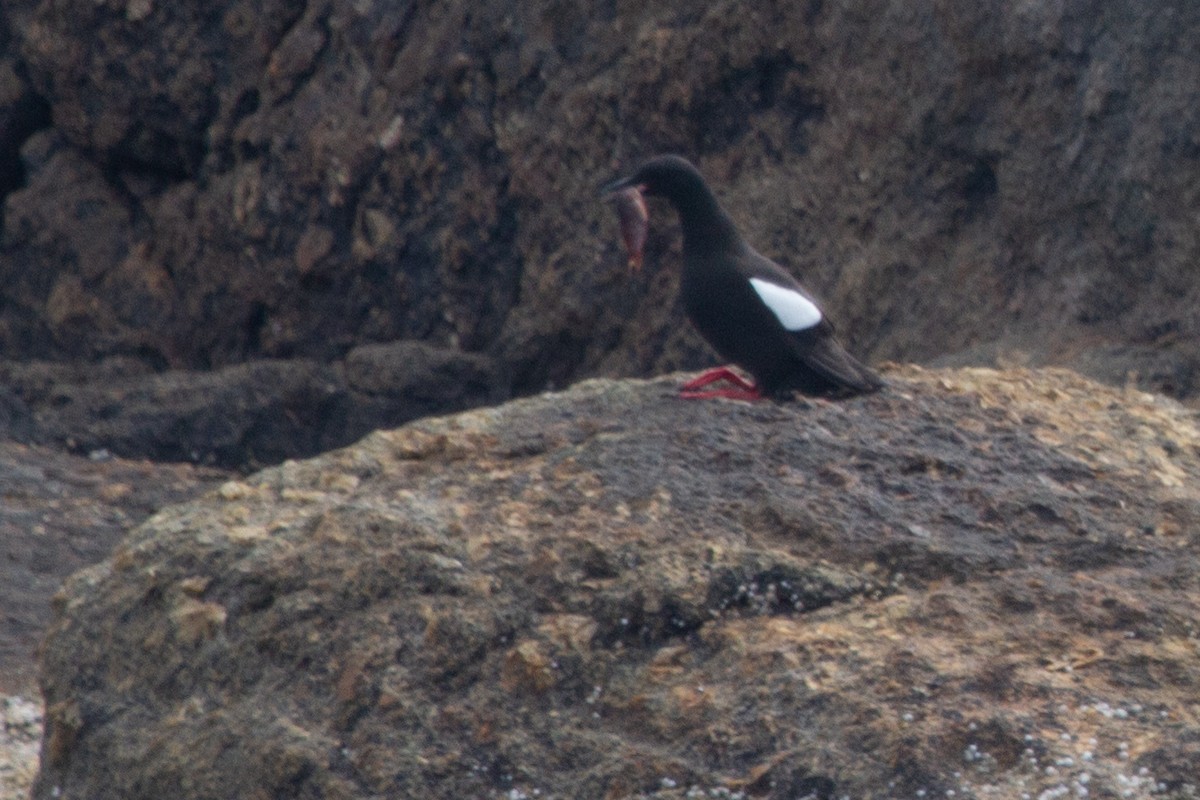 Black Guillemot - ML638700669
