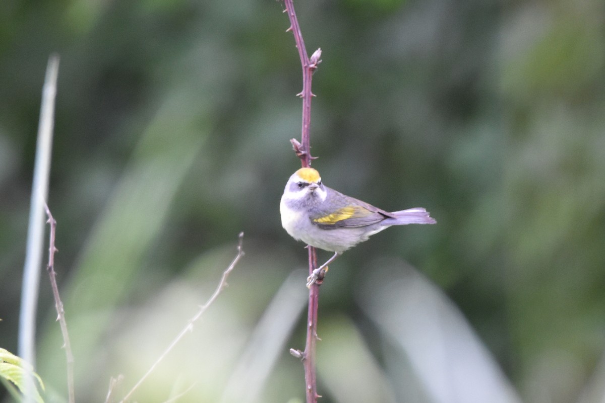 Golden-winged Warbler - ML638700688