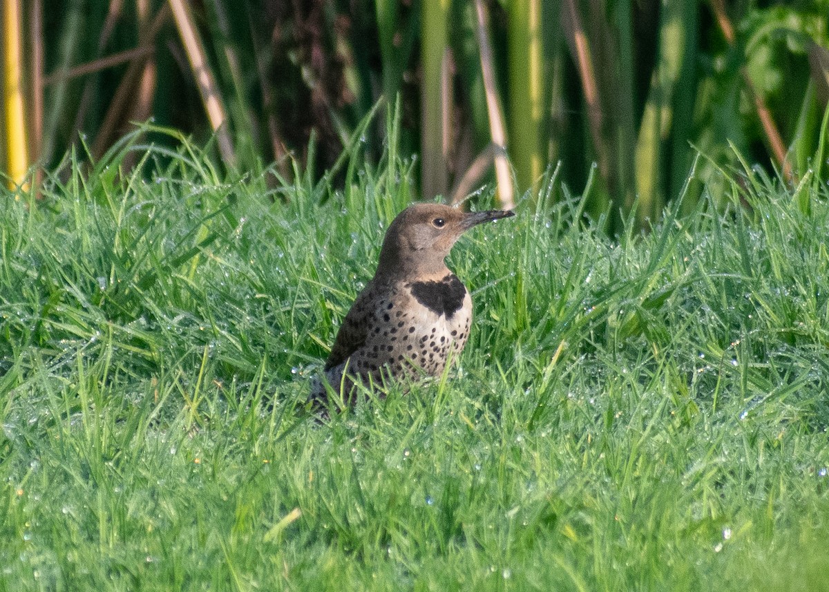 Northern Flicker (Red-shafted) - ML638700700