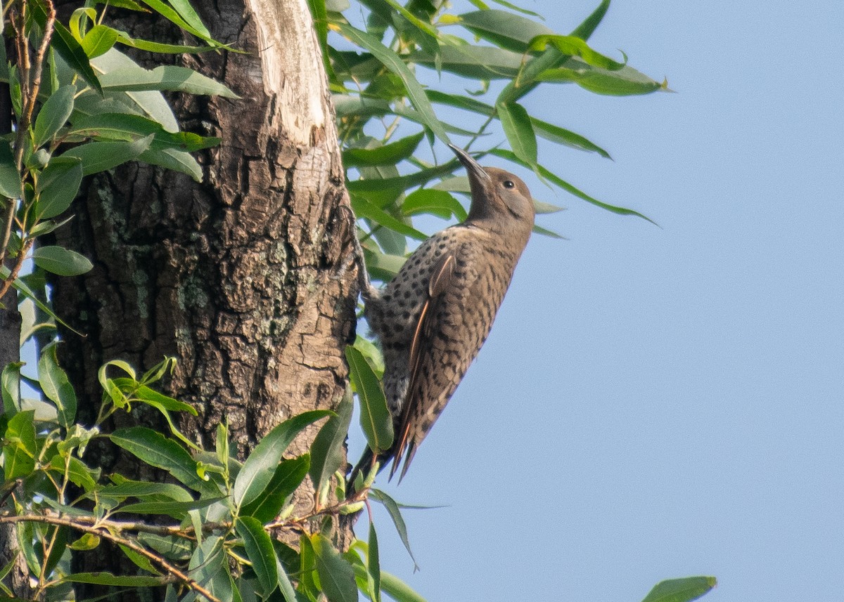 Northern Flicker (Red-shafted) - ML638700701