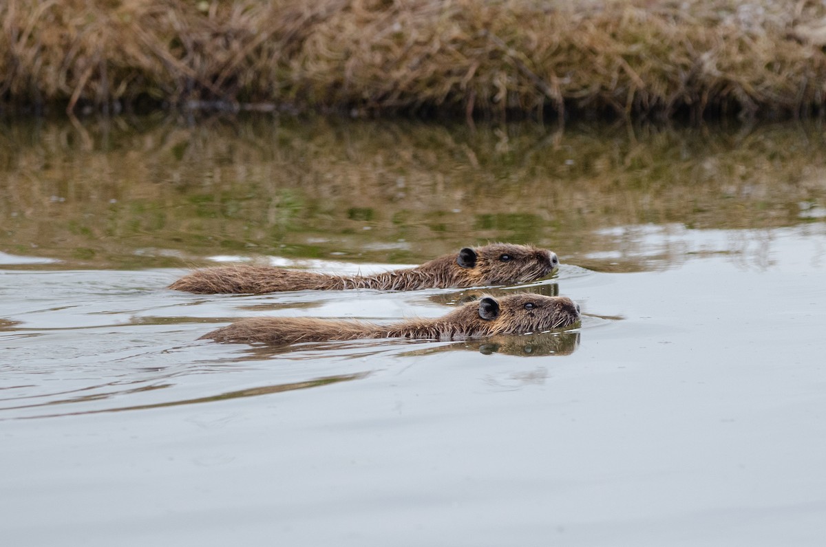 Coypu - ML638700704