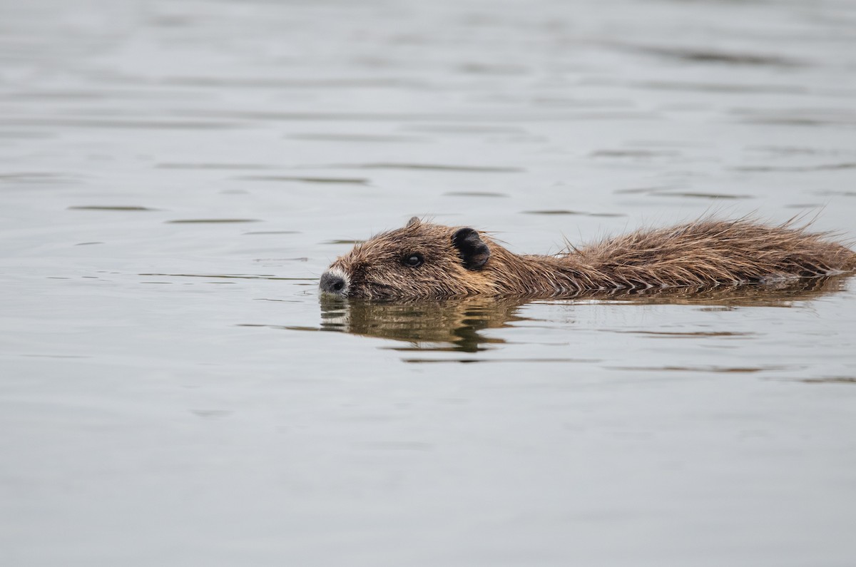 Coypu - ML638700705