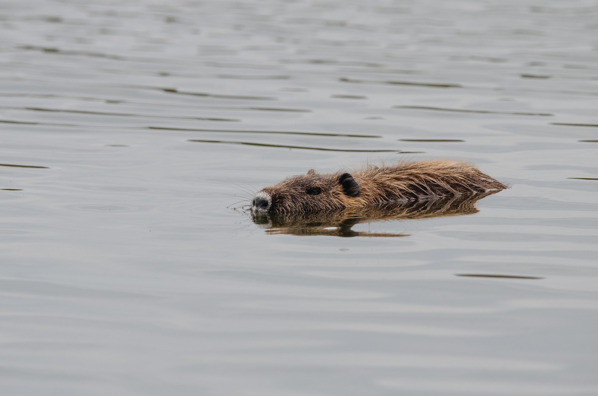 Coypu - ML638700706