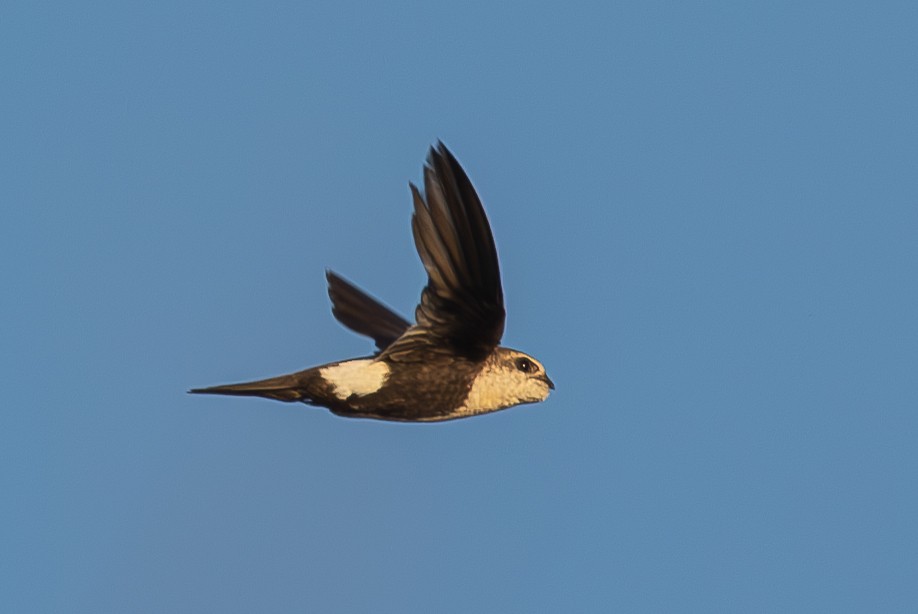 White-throated Swift - ML638700708