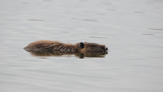 Coypu - ML638700709