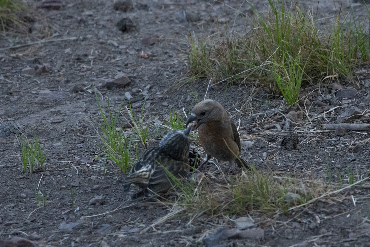 Cassia Crossbill - ML638700717