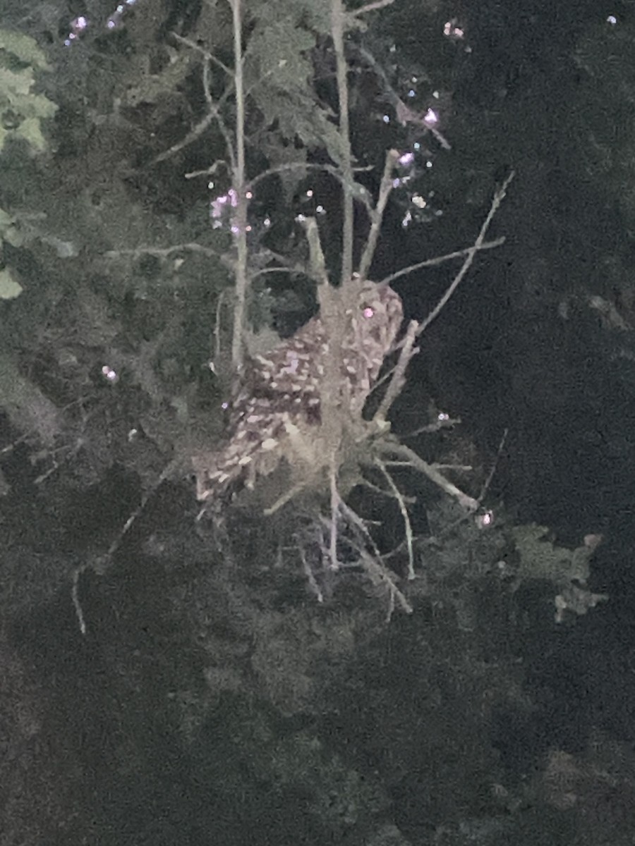 Barred Owl - ML638700772