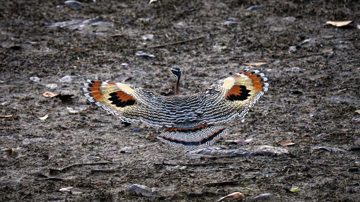 Sunbittern - ML638700777