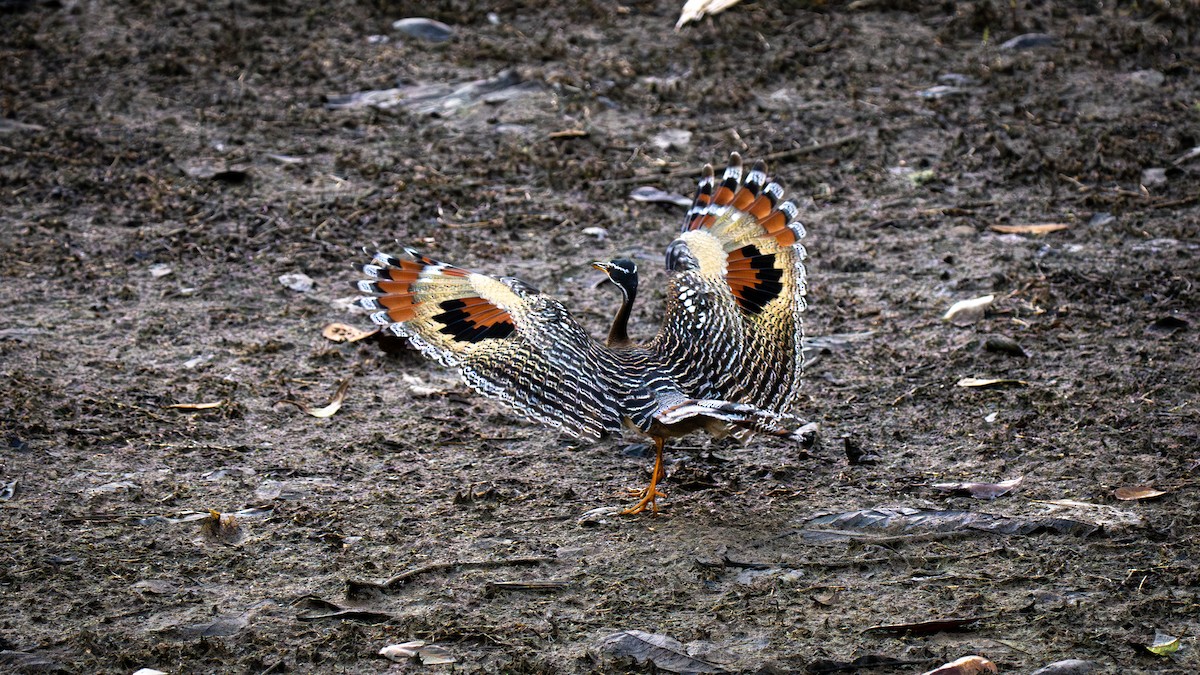 Sunbittern - ML638700778