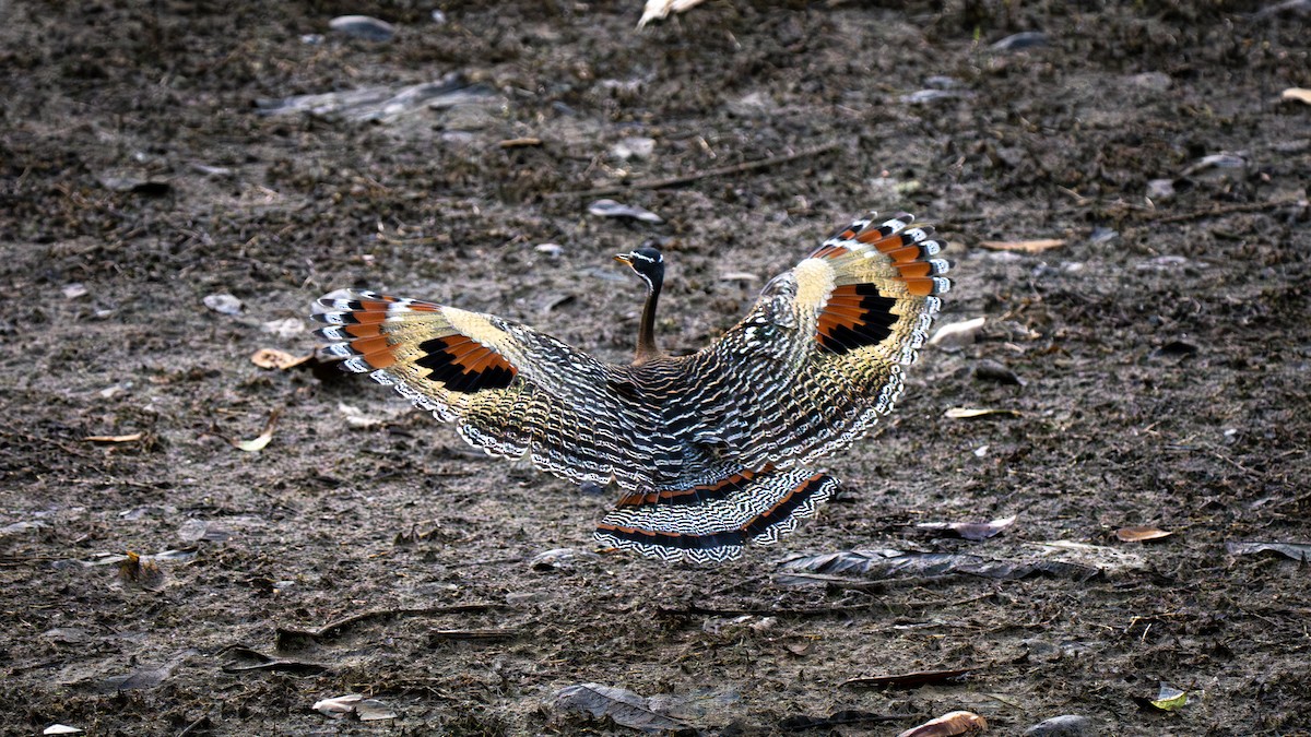 Sunbittern - ML638700779