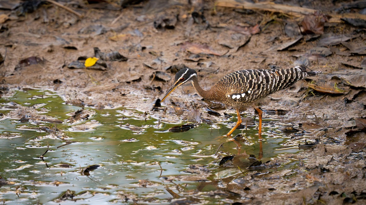Sunbittern - ML638700782