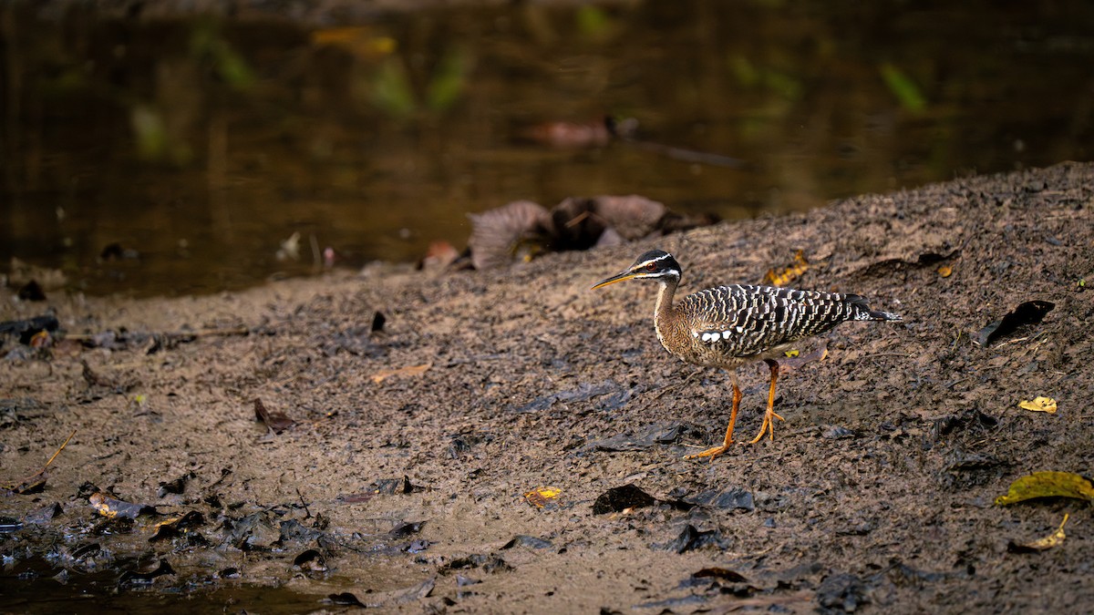 Sunbittern - ML638700783