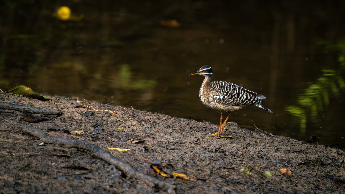Sunbittern - ML638700786