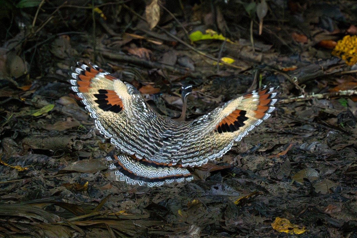Sunbittern - ML638700787
