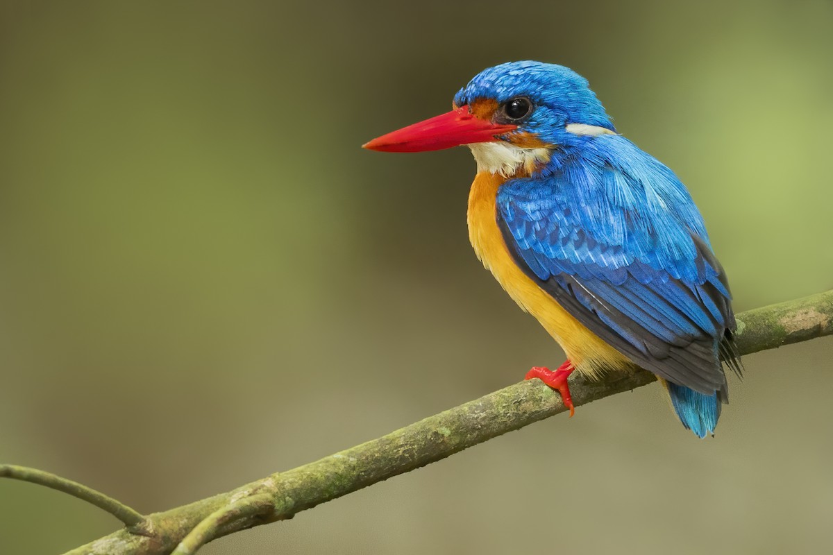 Dimorphic Dwarf-Kingfisher - ML638700806