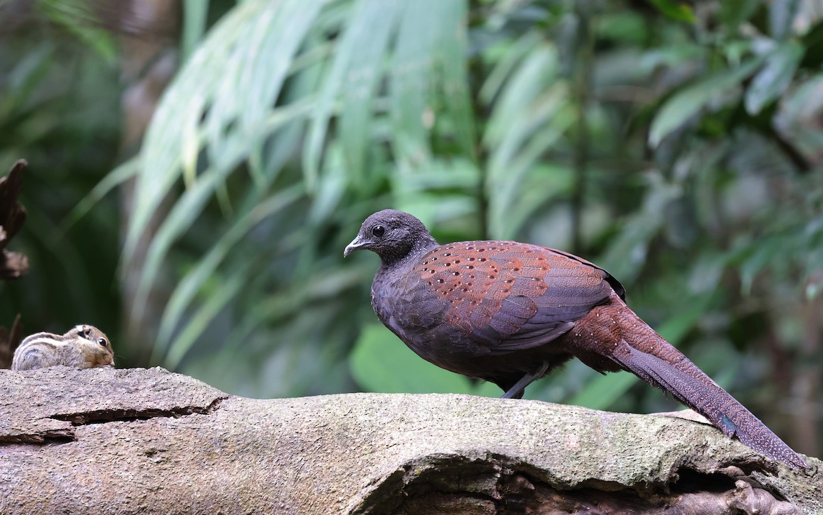 Mountain Peacock-Pheasant - ML638700849