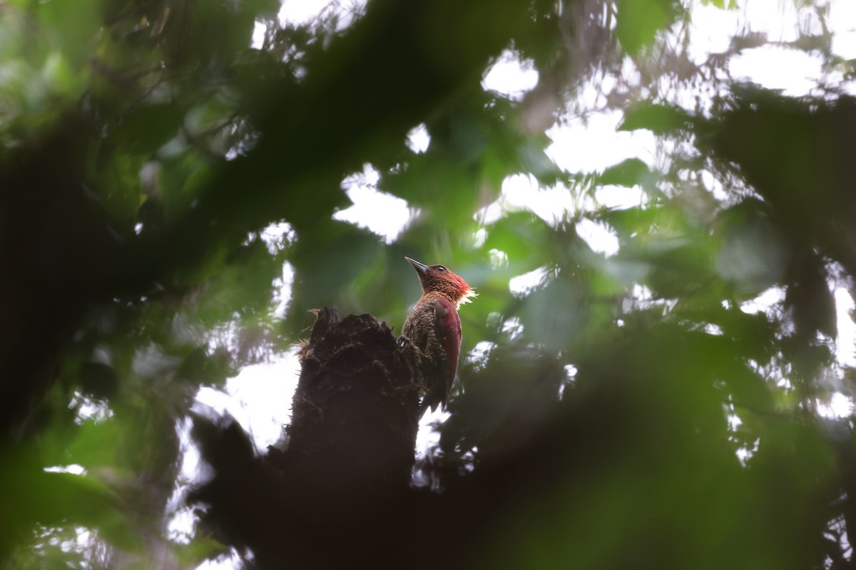 Banded Woodpecker - ML638700858