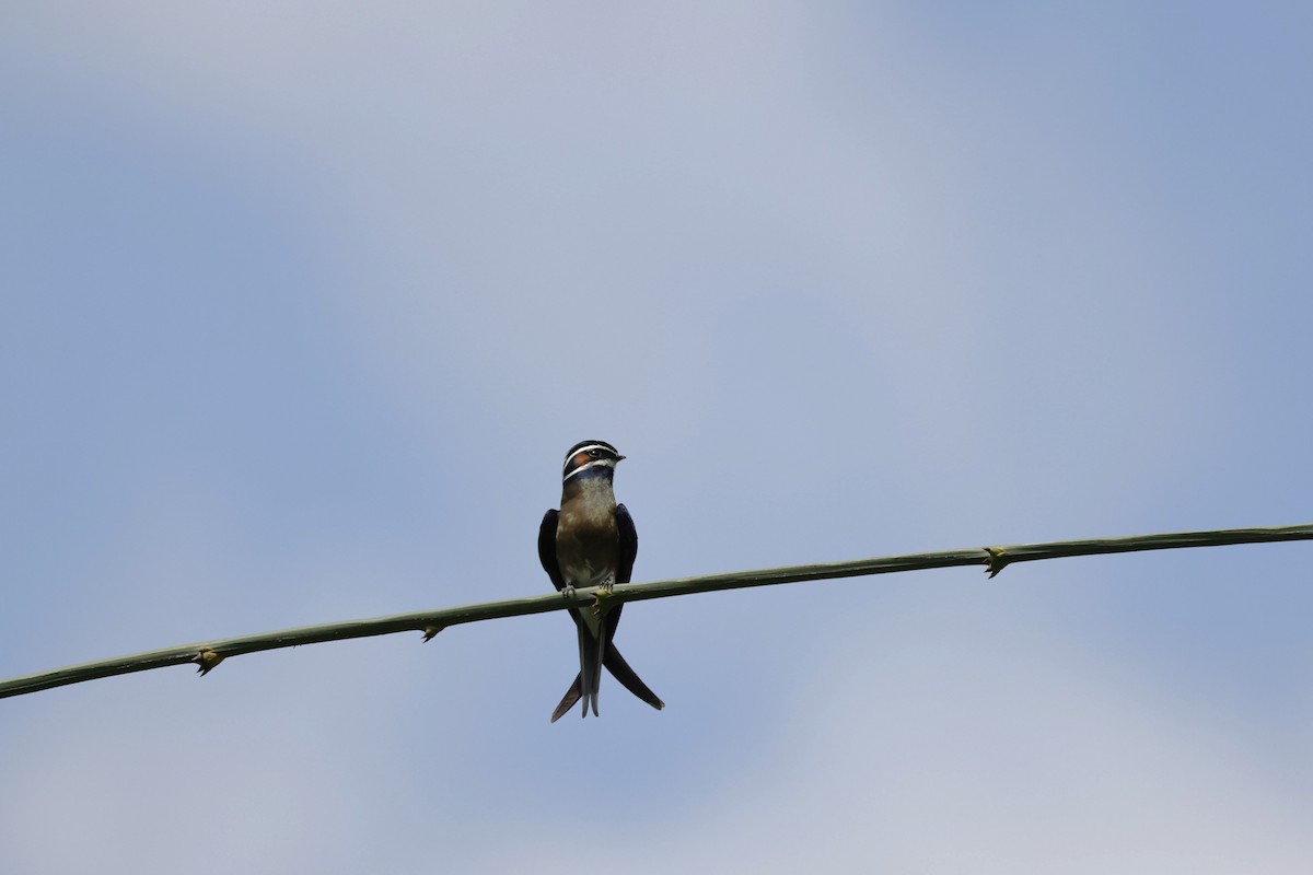 Whiskered Treeswift - ML638700876