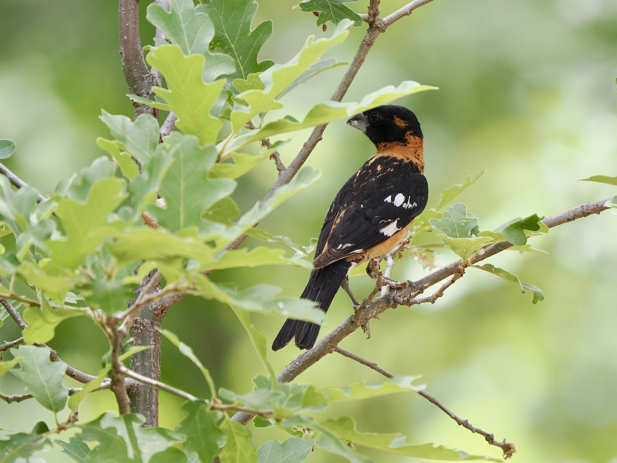 Cardinal à tête noire - ML638700932