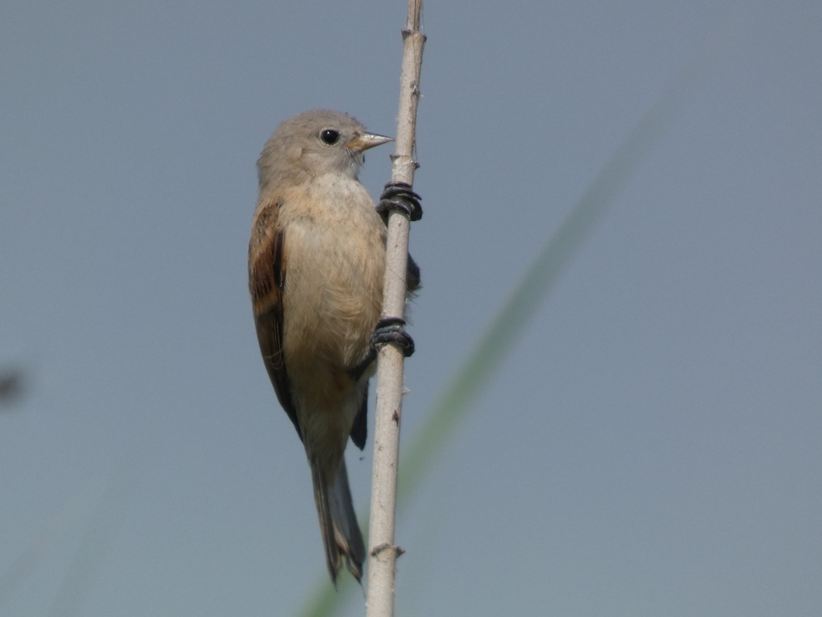 Eurasian Penduline-Tit - ML638700939