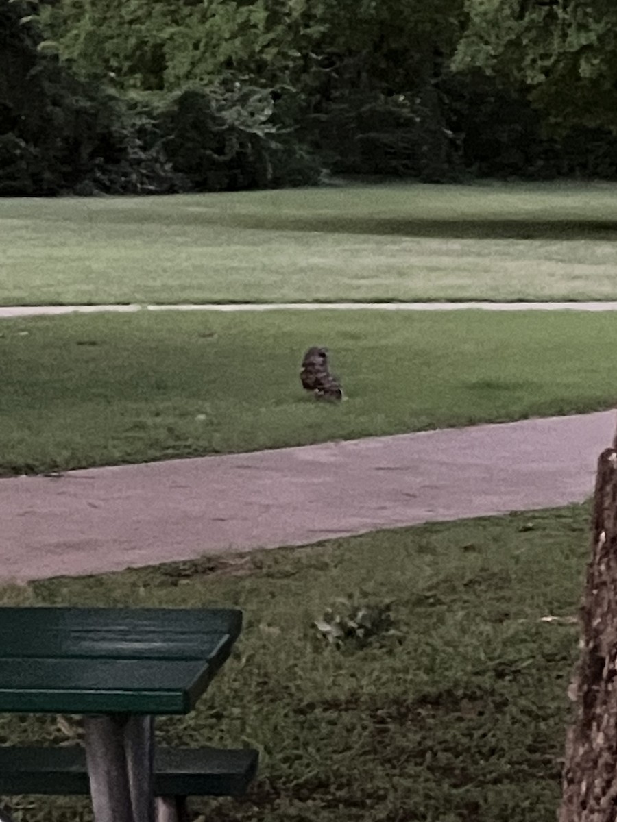 Barred Owl - ML638700940