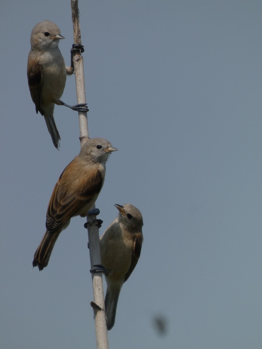 Eurasian Penduline-Tit - ML638700945