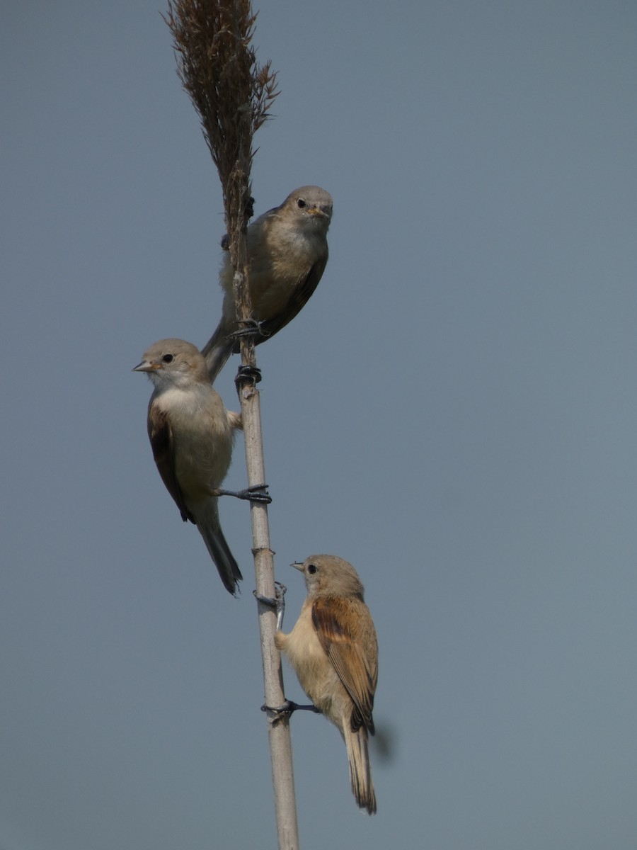 Eurasian Penduline-Tit - ML638700947